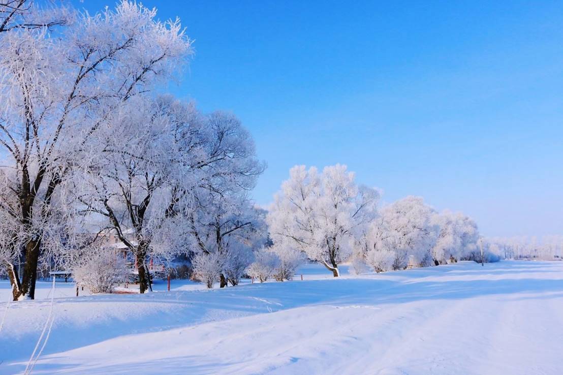 雪地上的一棵树描述已自动生成