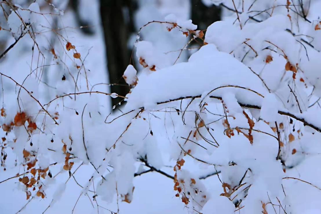 树枝上有几只小鸟在雪地上描述已自动生成